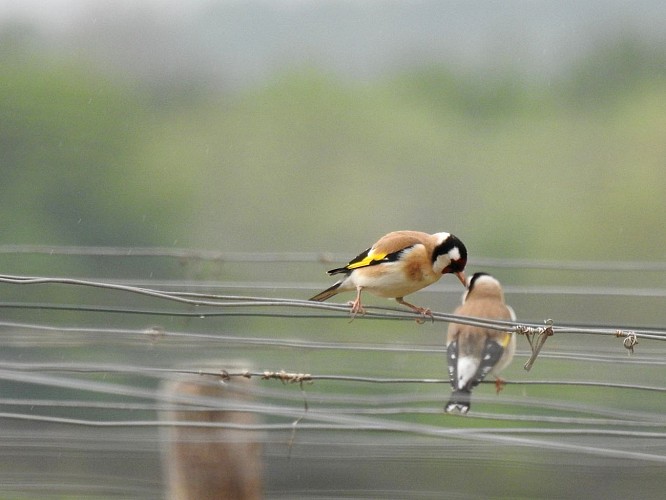 chardonnerets à la vigne
