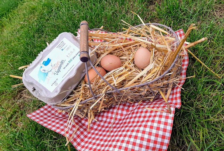 Les poules vagabondes