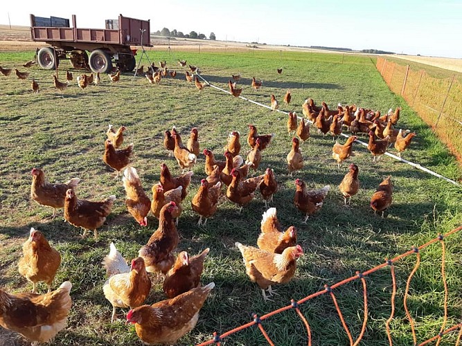 Les poules vagabondes