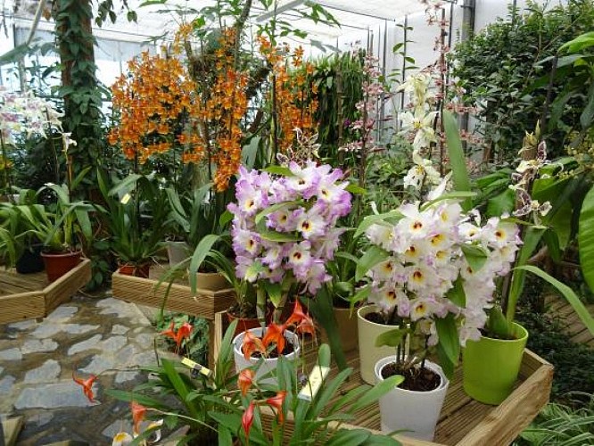 orchidium_fresnes