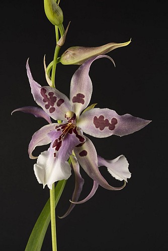 Beallara Peggy Ruth 002 Web