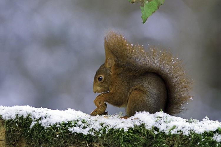 sentier-pedagogique-chateauvieux-sudvaldeloire©G.Abadie (7)