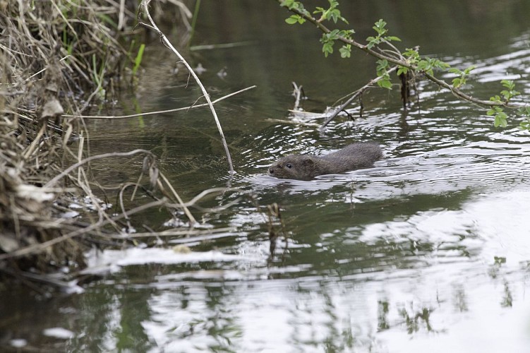 sentier-pedagogique-chateauvieux-sudvaldeloire©G.Abadie (10)