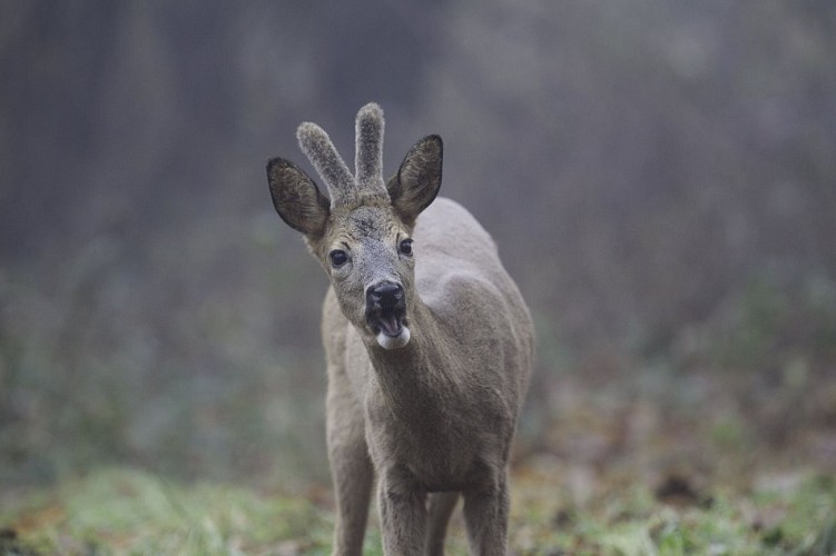sentier pédagogique nature chateauvieux 