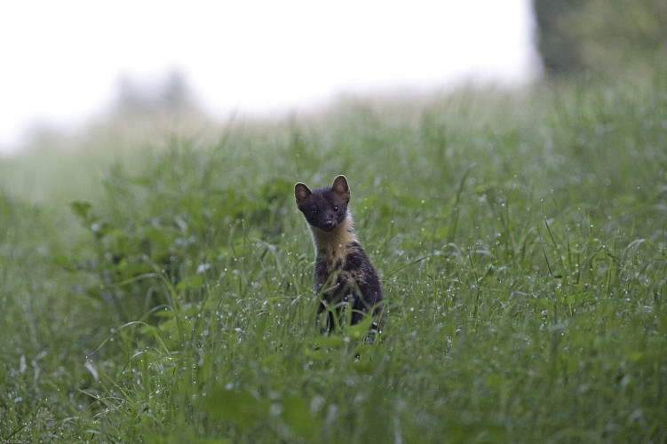 sentier pédagogique nature chateauvieux 