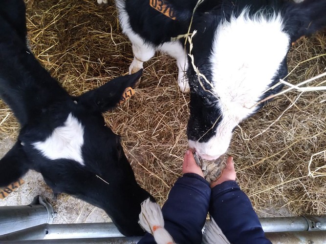 La Ferme des Délices Foréziens