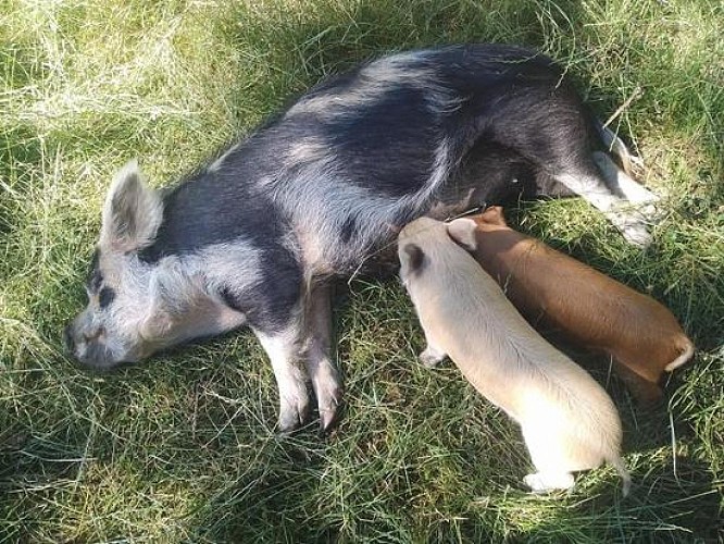 Les Jardins de Haute-Auvergne