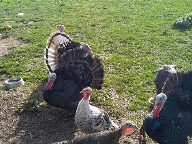 Les Jardins de Haute-Auvergne