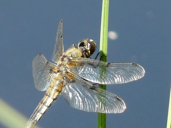 Bureau Montagne Art'itude