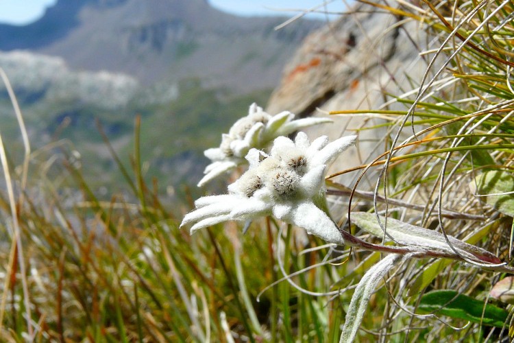 Bureau Montagne Art'itude