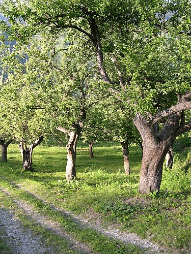 Visite guidée : Le verger de la Ballastière