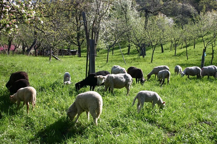 Visite guidée : Le verger de la Ballastière