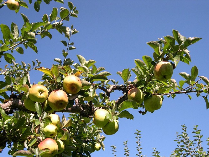 Visite guidée : Le verger de la Ballastière