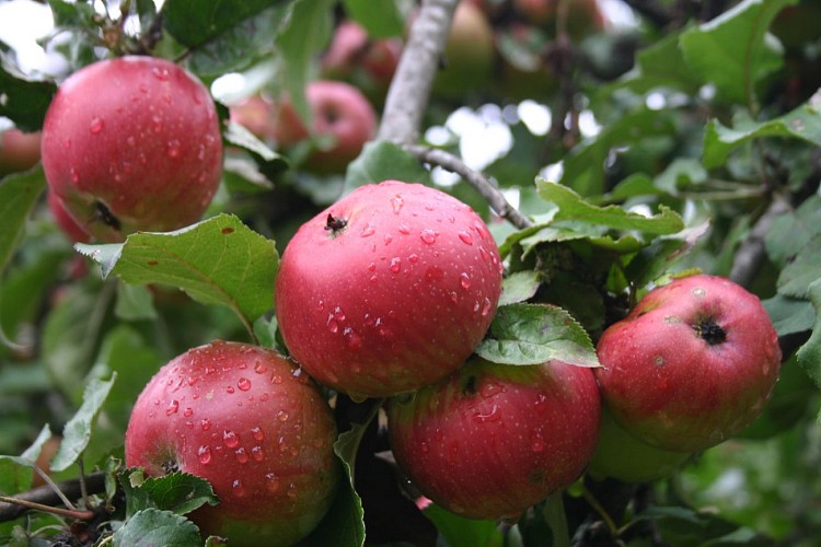 Visite guidée : Le verger de la Ballastière