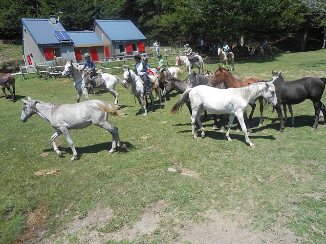 cavalcagire 2 CHEIN DESSUS