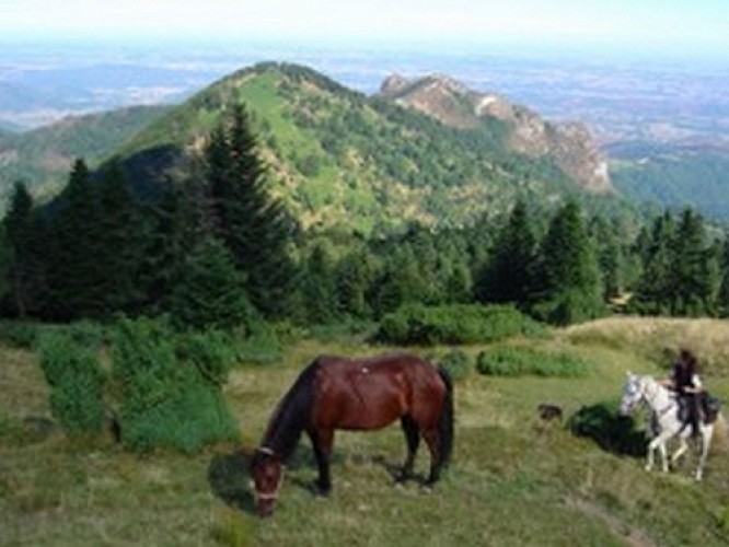 cavalgaire CHEIN DESSUS Photo isa kiowa