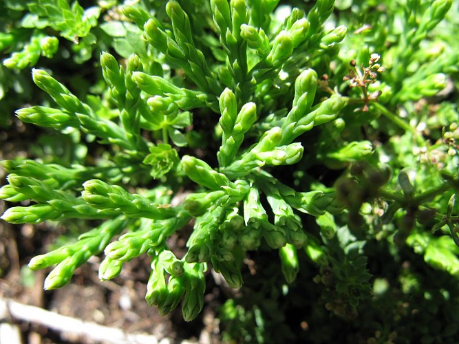 L'apprenti botaniste - Sentier du puy de la Tuile