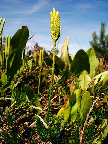 L'apprenti botaniste - Sentier du puy de la Tuile