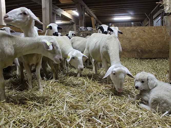 La Bergerie de la Combe à Ours