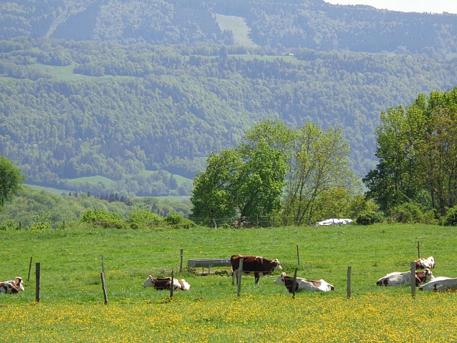 vue depuis le camping
