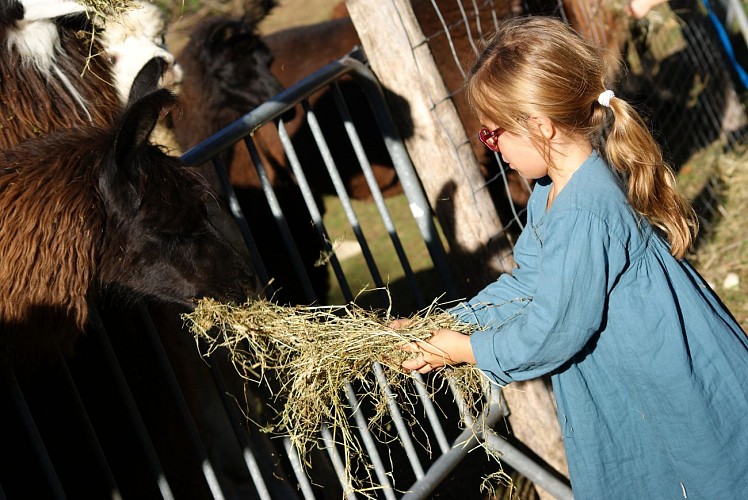 Enfants qui nourri les lamas