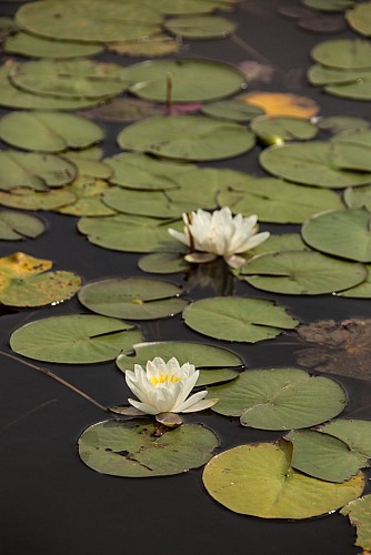 Nénuphar Ponty-Usse