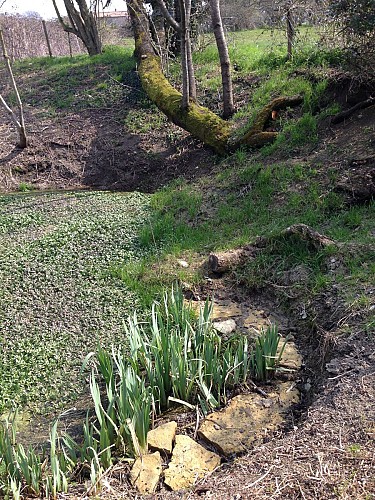 Canton Monts-sur-Guesnes Source Verrue 1