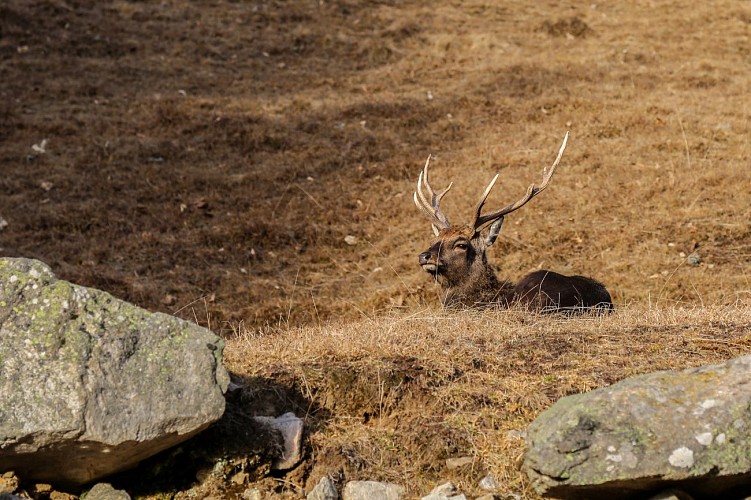 Merlet Wildlife park
