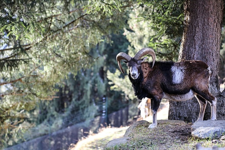 Merlet Wildlife park