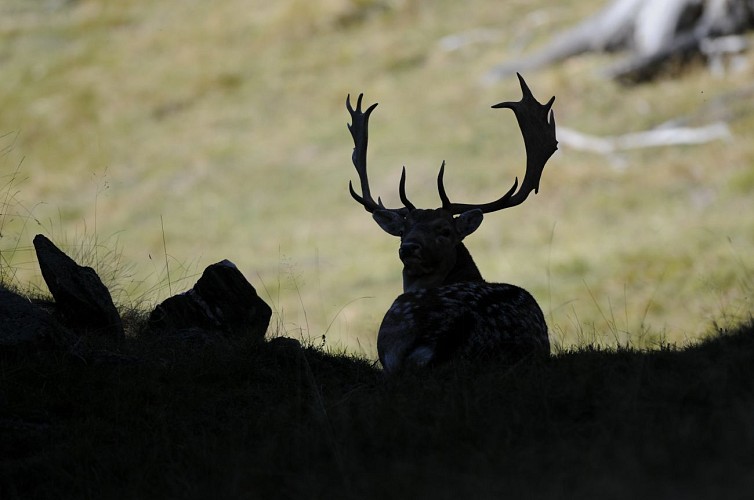 Merlet Wildlife park