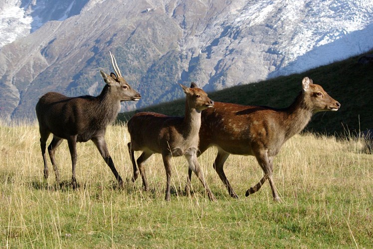 Parc animalier de Merlet