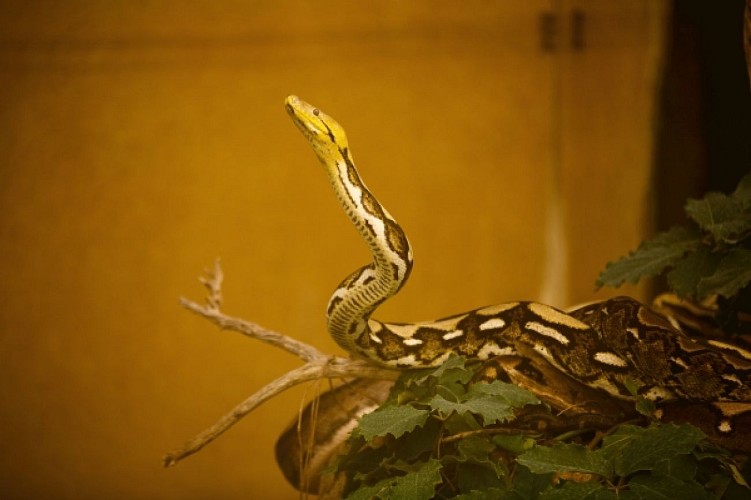 La ferme aux crocodiles