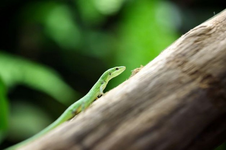 La ferme aux crocodiles