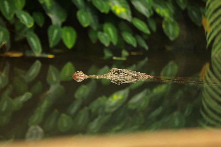 La ferme aux crocodiles