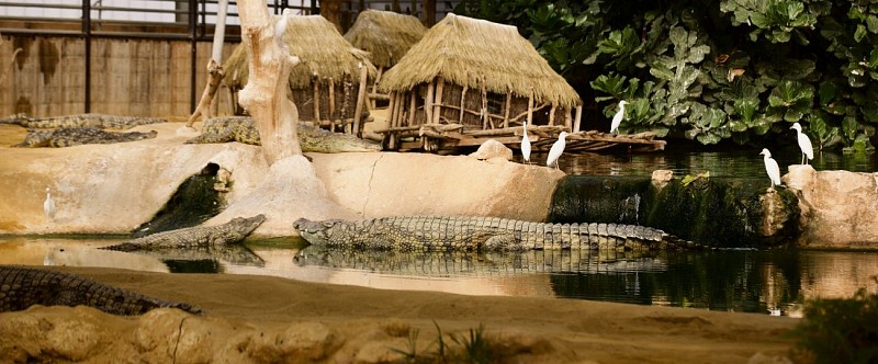 La ferme aux crocodiles