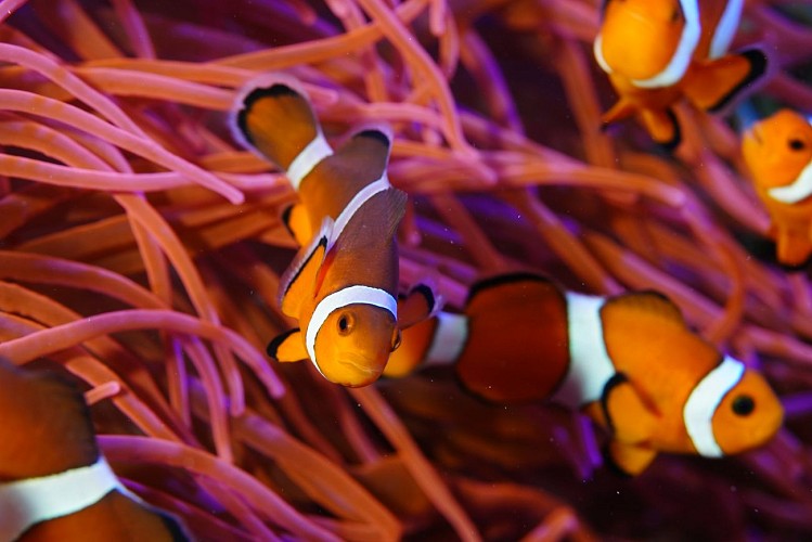Zeeaquarium Marin
