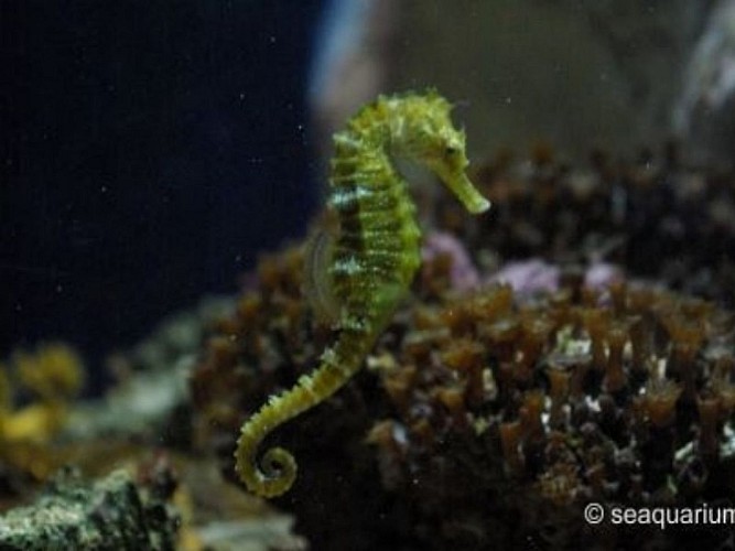 海洋水族馆马林研究所