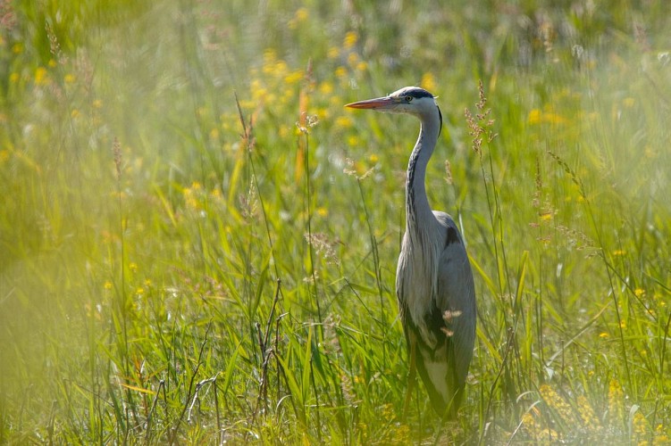 Observatorium der Domaine de Vernange