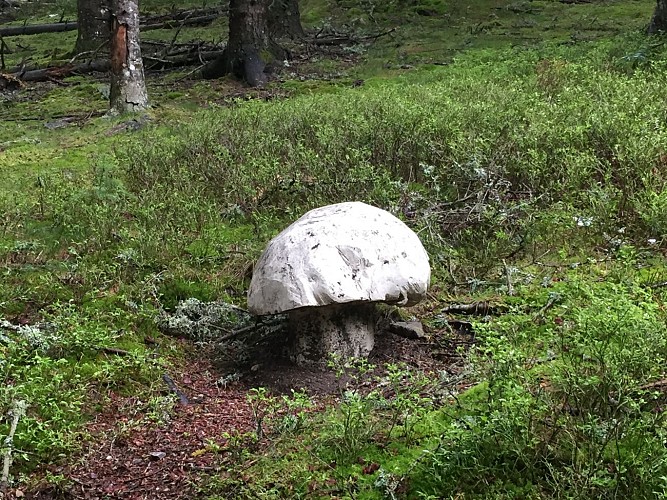 Mushroom discovery tour