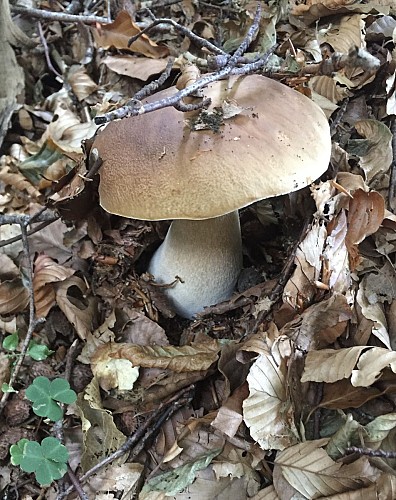 Mushroom discovery tour