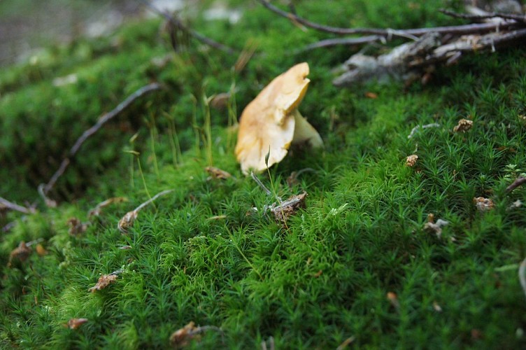 Mushroom discovery tour