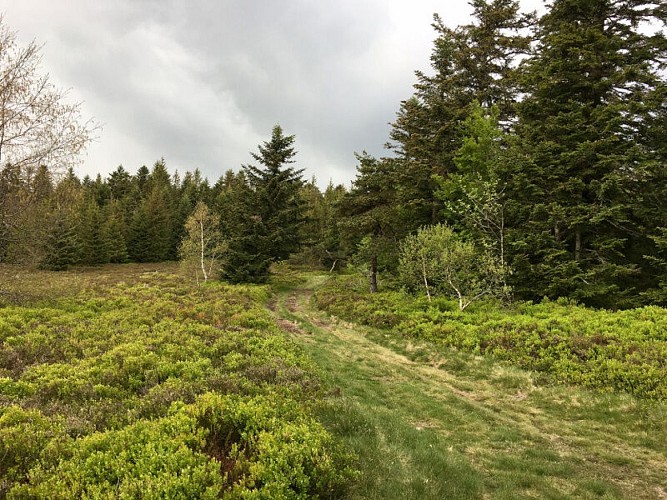 Trailstrecken Massif du Forez