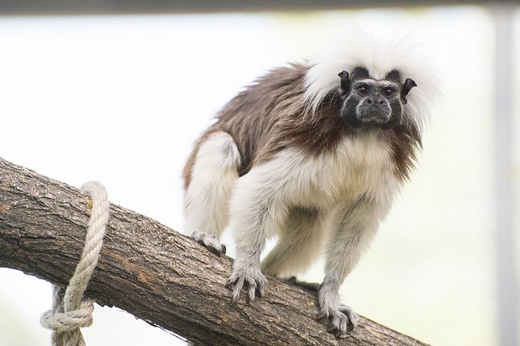 Safari de Peaugres