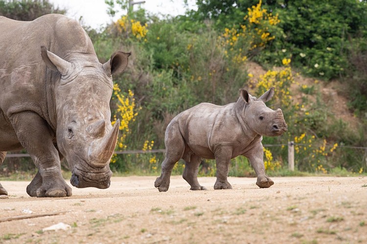 Safari de Peaugres