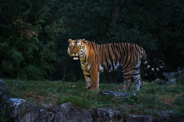 Safari de Peaugres