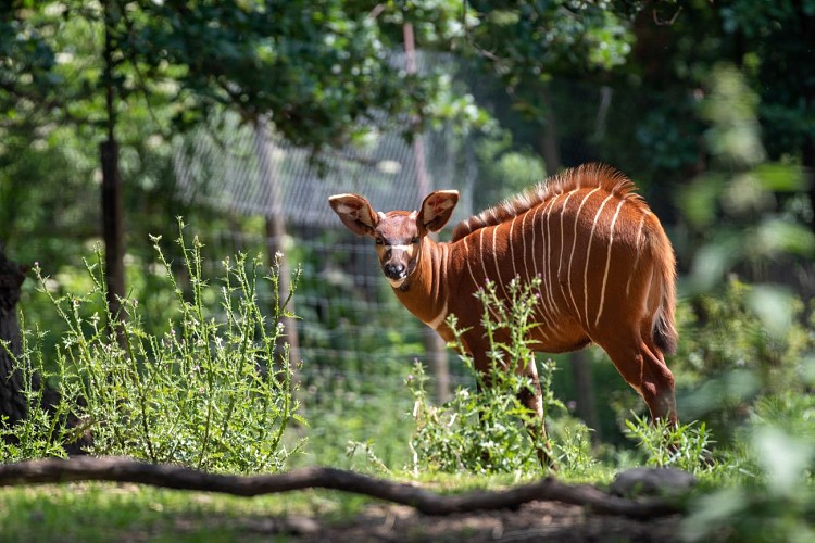 Safari de Peaugres