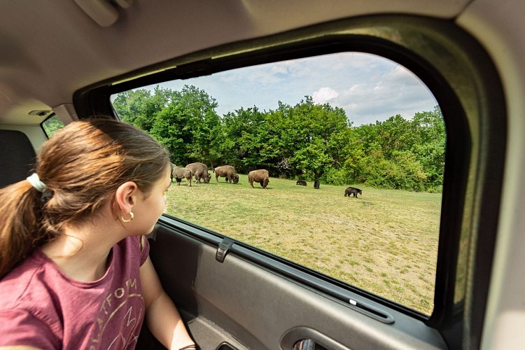 Safari de Peaugres