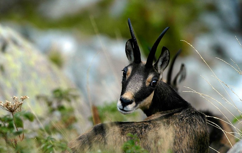 Kabelbanen van La Meije gletsjers