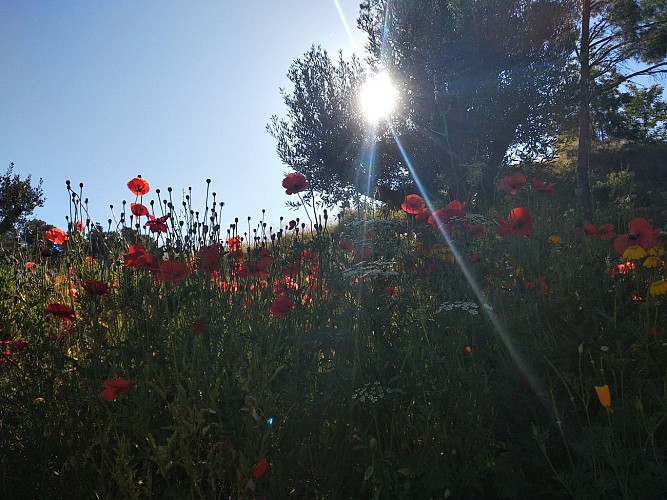 Walks and nature in the Gros Cerveau mountain