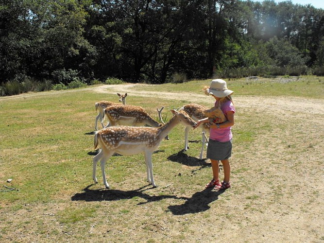 The Fallow Deer Park